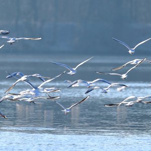 Möven...... Erik Karger

