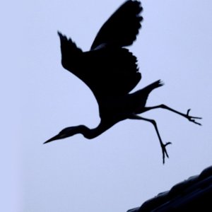 Graureiher...... Erik Karger