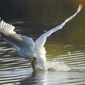 Schwan...... Erik Karger