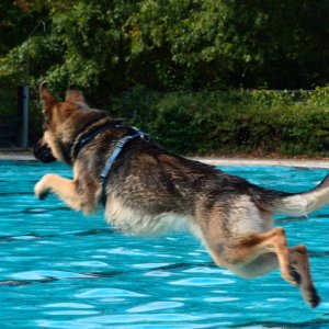 Pfotenflug...... Irene Upadek