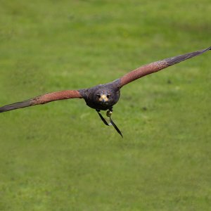 Wüstenbussard...... Arndt Neumann