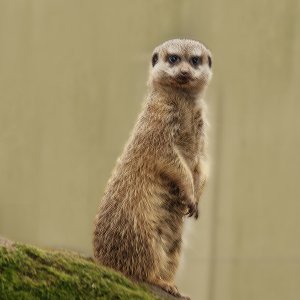 Erdmännchen