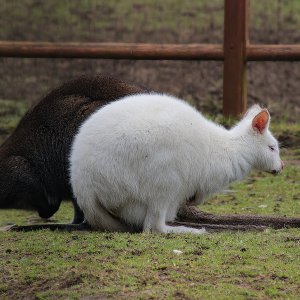 Kängeru