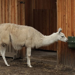 Lama