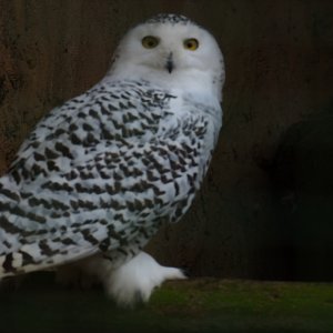 Schneeeule