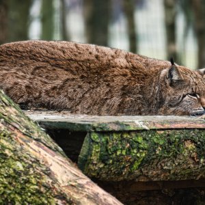 Luchs