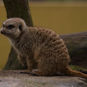 Erdmännchen