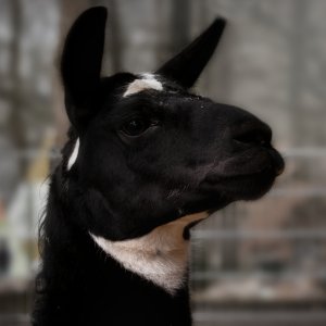 Lama