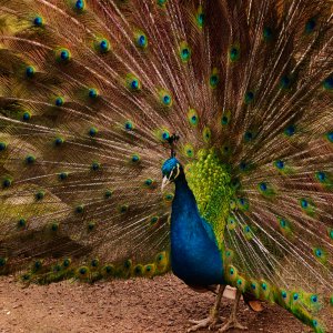 Pfau