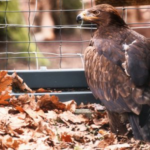 Steinadler