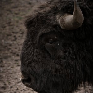 Bison