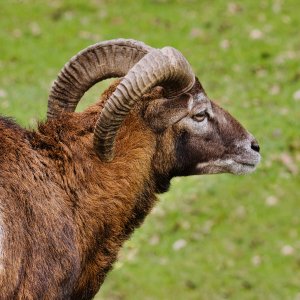 Europäischer Mufflon