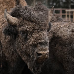 Bison