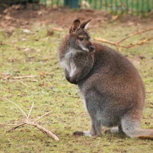 Känguru