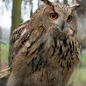 Sibirischer Uhu 
