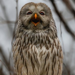 Habichtskauz