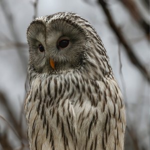 Habichtskauz