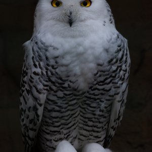 Schneeeule