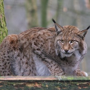 Luchs
