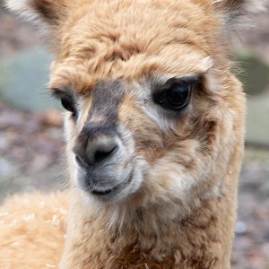 Alpaka