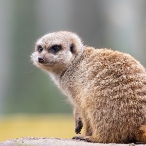 Erdmännchen