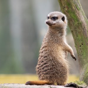 Erdmännchen
