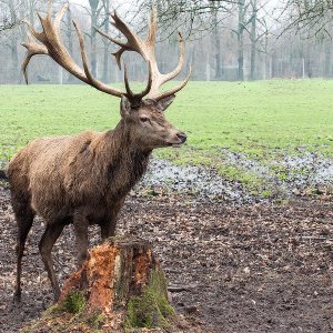 Hirsch