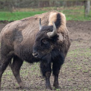 Bison