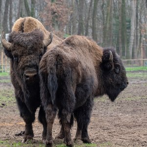 Bisons