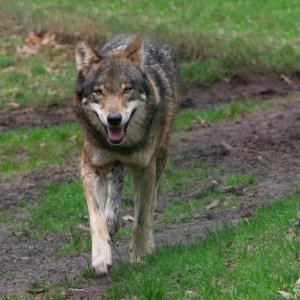 Wolf