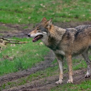 Wolf