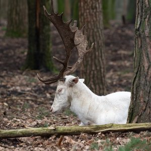 Damhirsch (Albino)