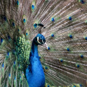 Pfau