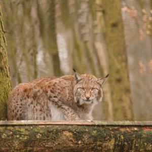 Luchs