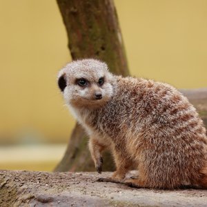 Erdmännchen