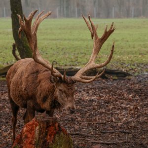 Hirsch
