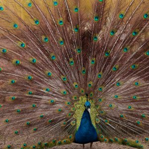 Pfau
