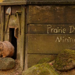 Präriehund