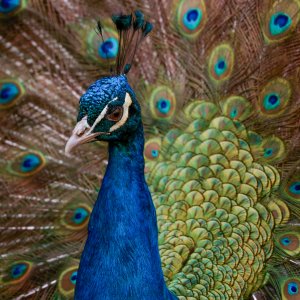 Pfau