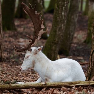 Damhirsch (Albino)