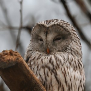 Habichtskauz