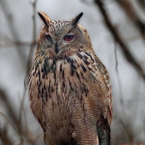 Sibirischer Uhu