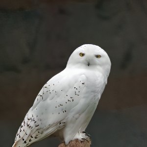 Schnee-Eule