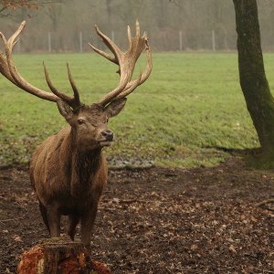 Hirsch
