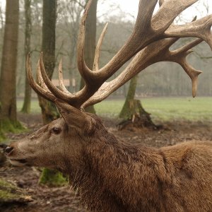 Hirsch
