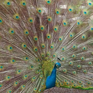 Pfau