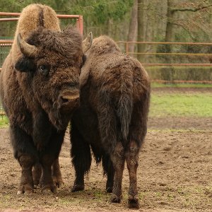Bisons