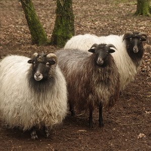 Heidschnucken