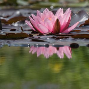 Seerose...... Rainer Kalusok