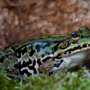 Wasserfrosch...... Roland Winkler